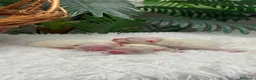 Pomerania perros en venta: POMERANIA - Anuncio 4