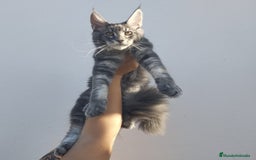 Maine Coon gatos en venta: Maine Coon macho tamaño grande - Imagen 1