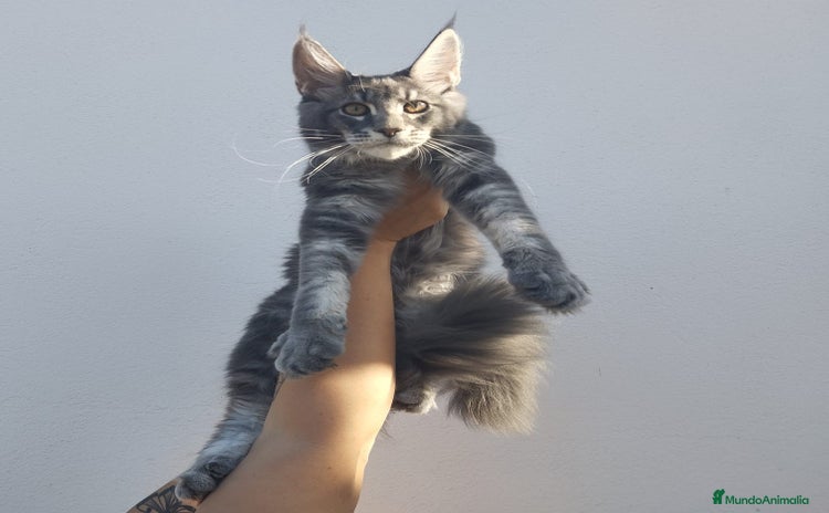 Maine Coon gatos - Anuncio 1