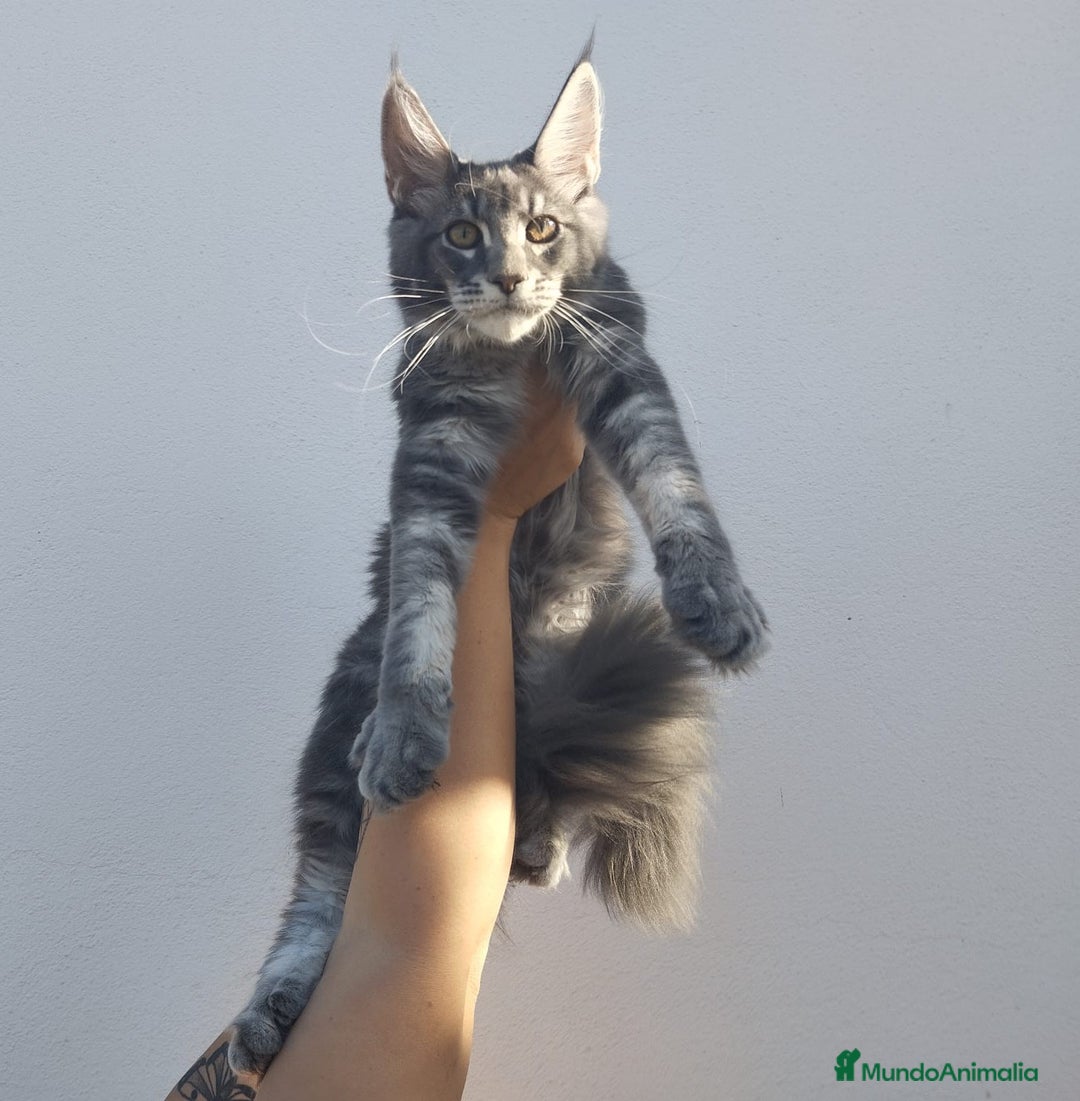 Maine Coon gatos en venta: Maine Coon macho tamaño grande - Imagen 1