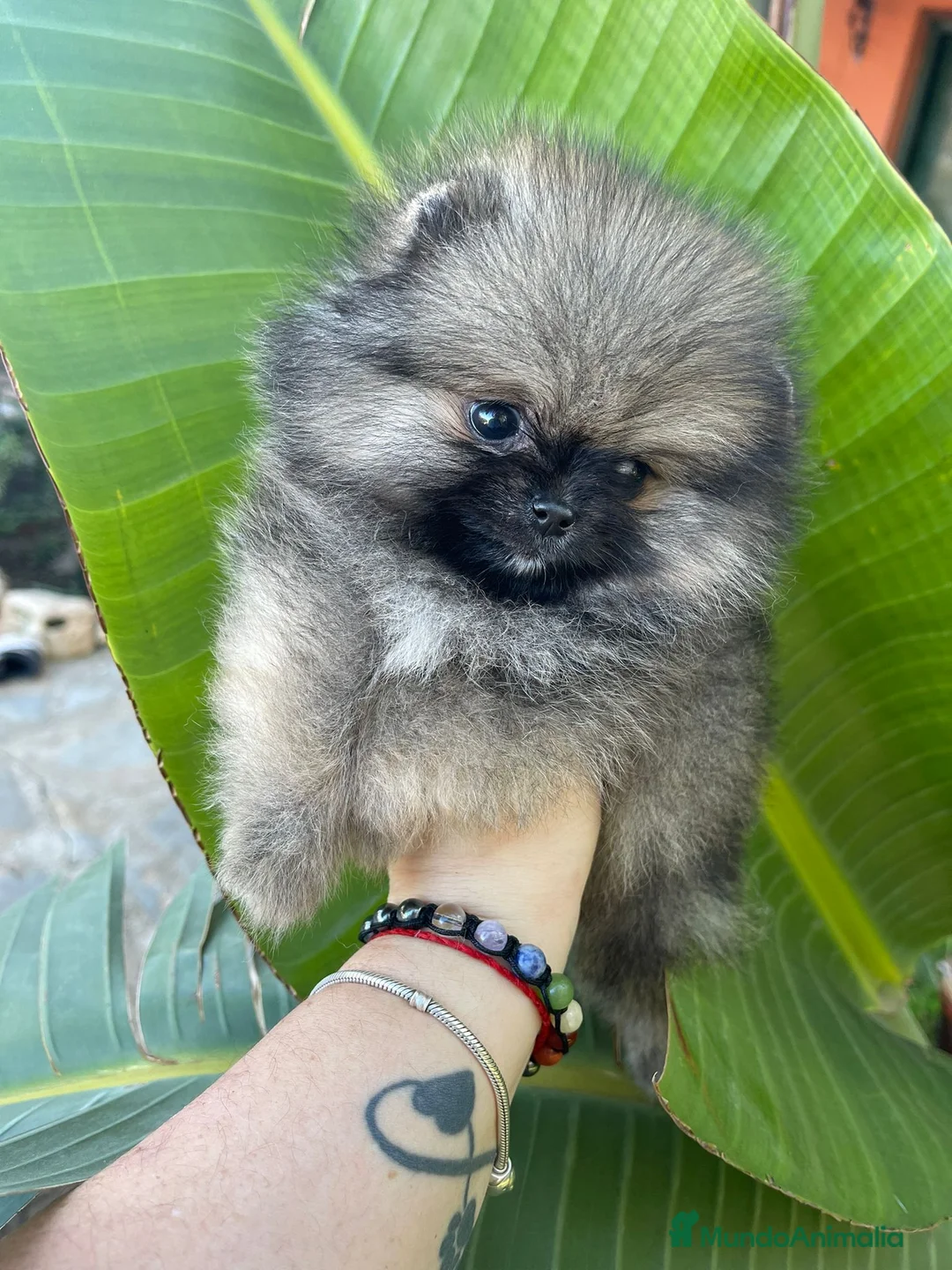 Pomerania perros en venta: POMERANIAS EXCLUSIVOS Y MAXIMA CALIDAD en Málaga - Anuncio 4