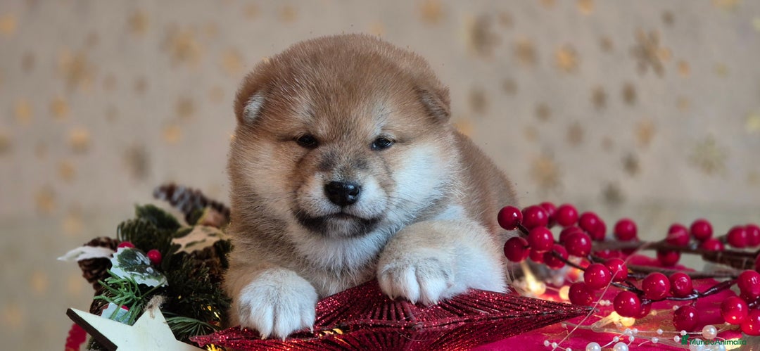 Shiba Inu perros en venta: Shiba Inu - Anuncio 1