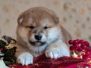 Shiba Inu perros Shiba Inu - Anuncio 2