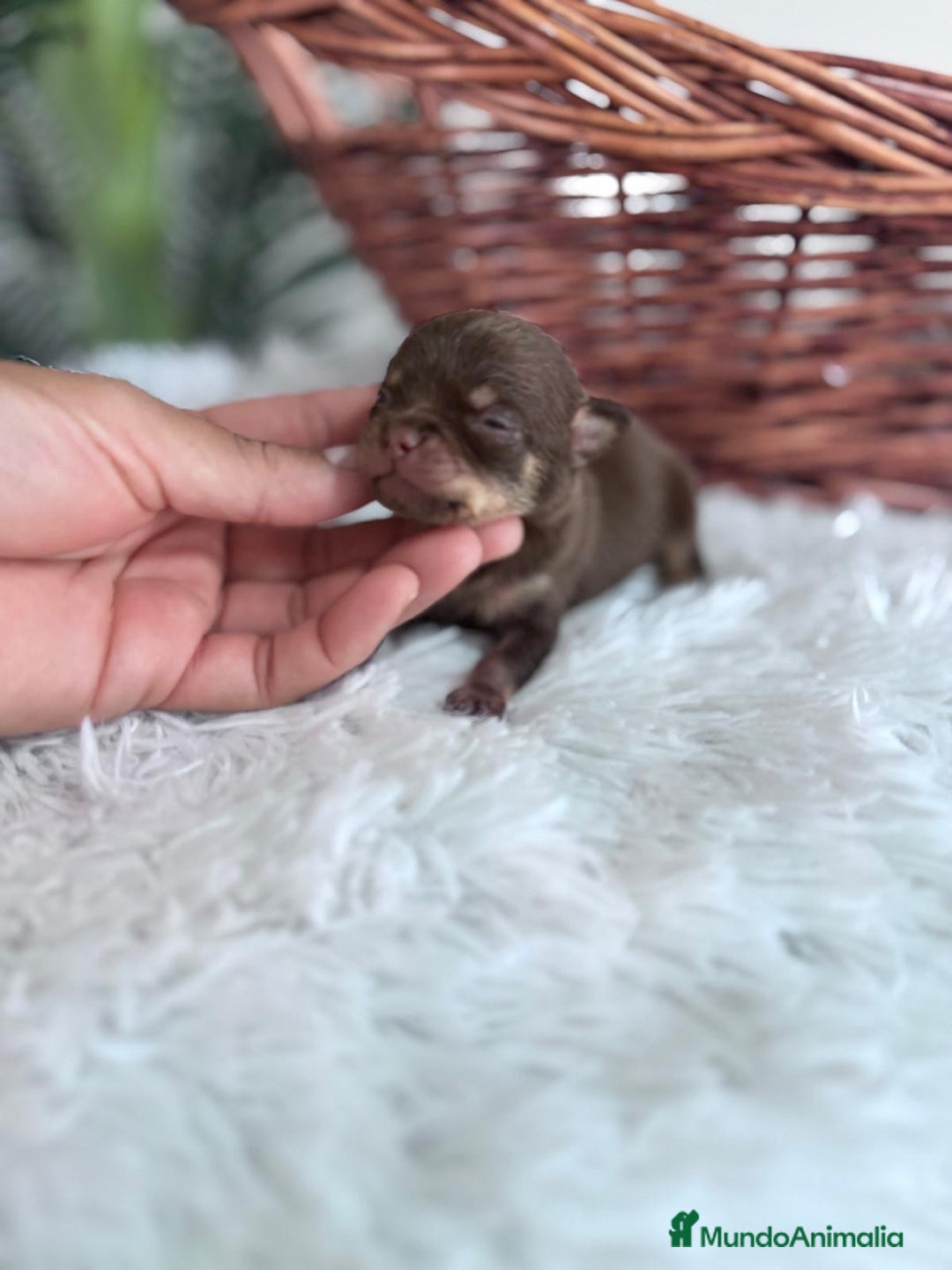 Chihuahua perros en venta: CHIHUAHUA HEMBRA CHOCOLATE & TAN - Imagen 8
