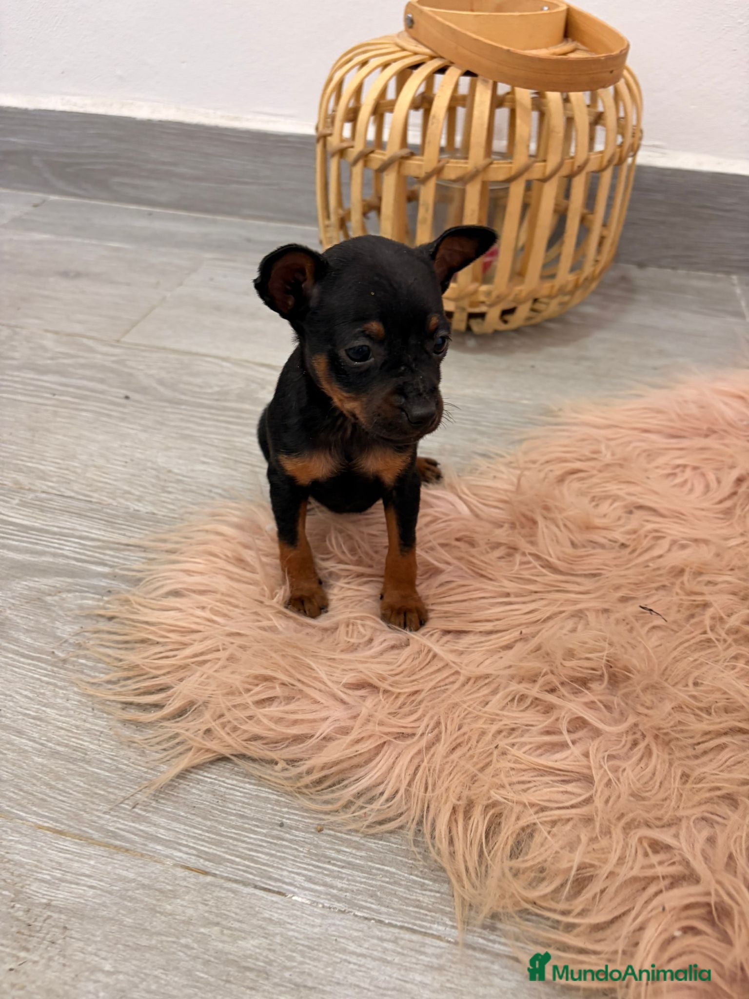 Ratón de Praga perros Ratón de Praga muy pequeñitos y mucha calidad - Anuncio 1
