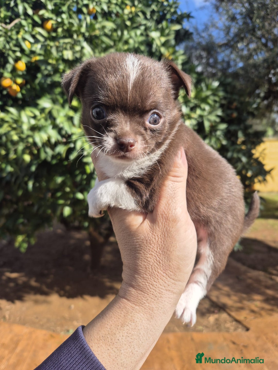 Chihuahua perros en venta: Chihuahua toy - Anuncio 6