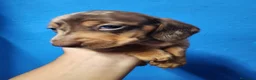 Teckel perros en venta: Teckel kanichen precio real - Anuncio 15