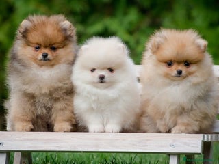 Pomerania perros - Anuncio 17