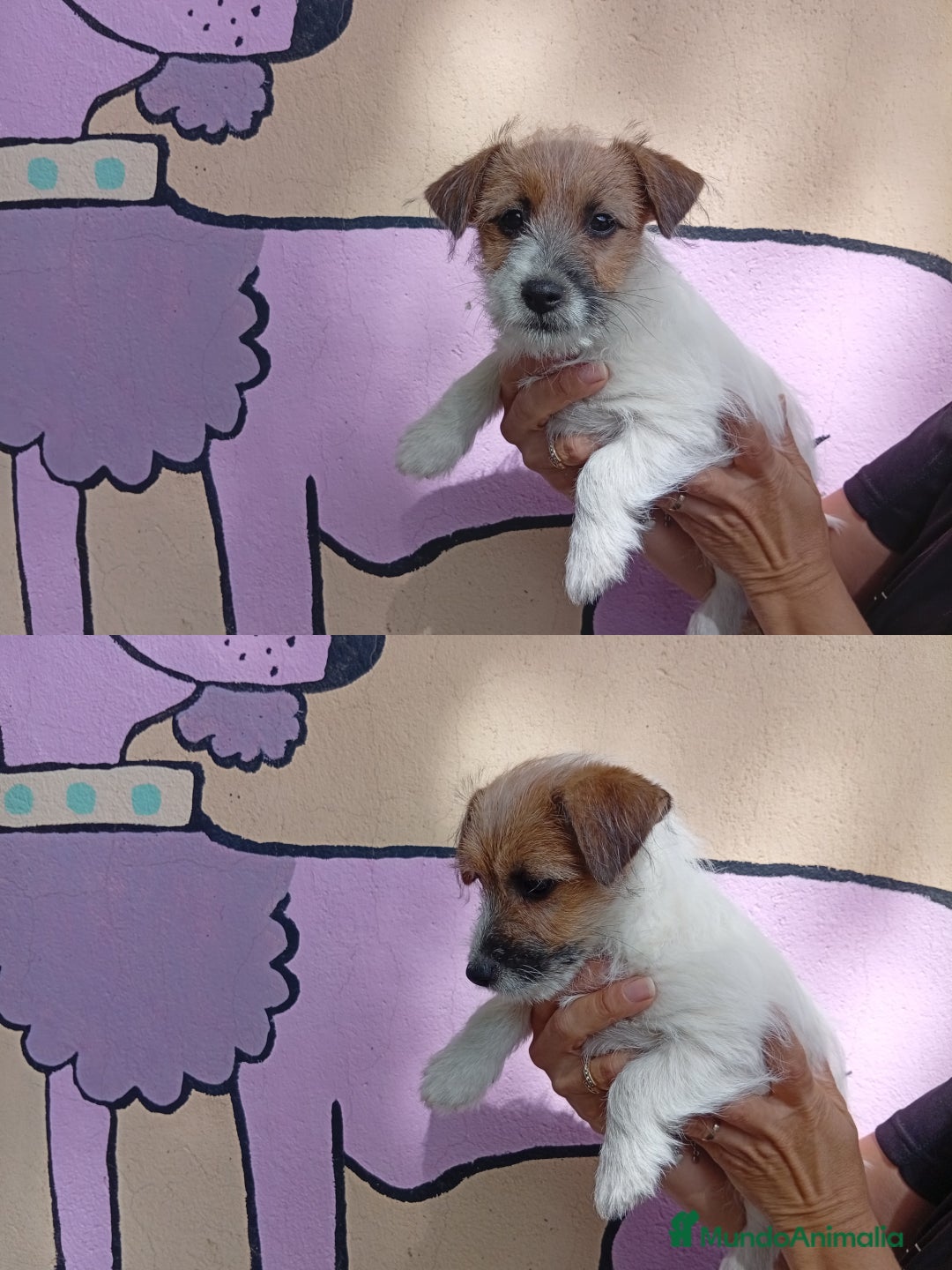 Jack Russell Terrier perros en venta: Jack Rusell lineas de belleza - Anuncio 2