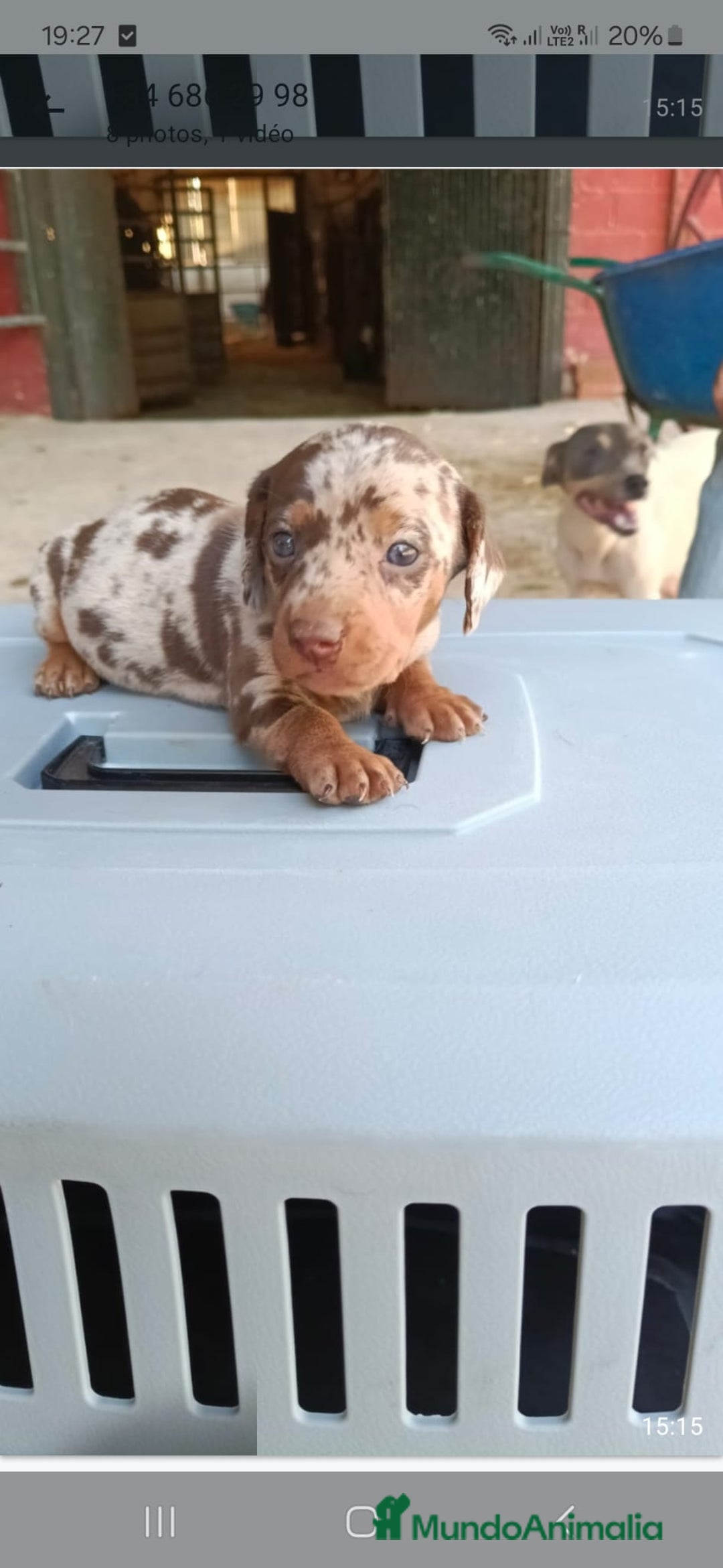 Teckel Miniatura perros en venta: Hembra teckel  - Imagen 1