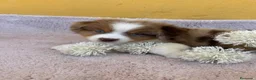 Pastor Miniatura Americano perros en venta: Cachorros de pastor americano merle  - Anuncio 5