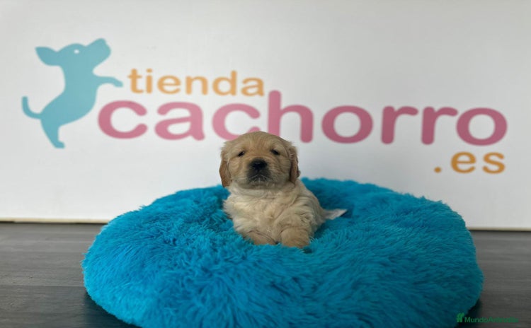 Golden Retriever perros - Propaganda 13