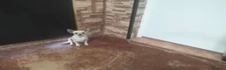 Chihuahua perros en venta: Cachorro chihuahua  en Córdoba - Anuncio 5