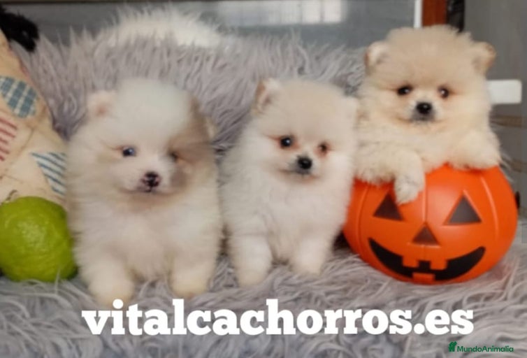 Imagen de galería {{count}}