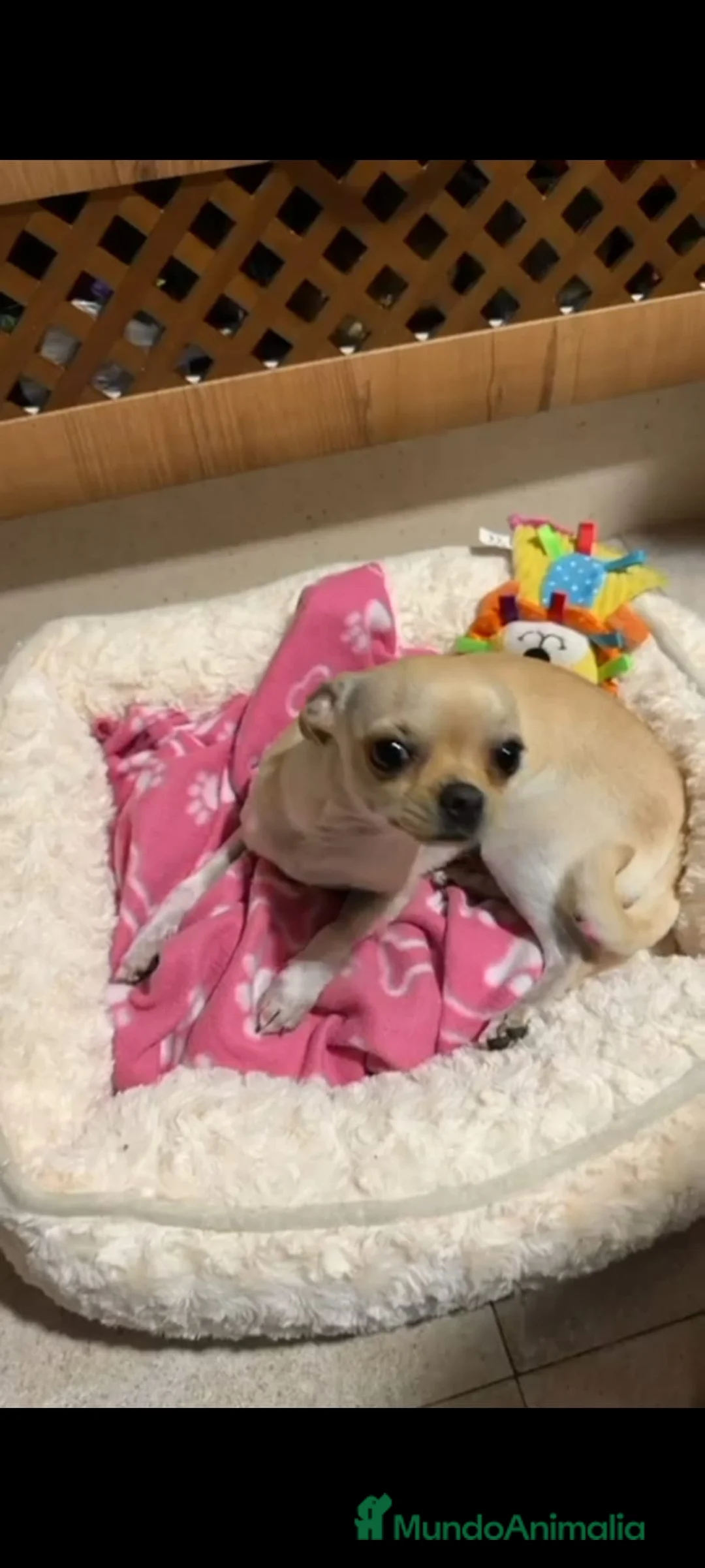 Raza Mixta perros en venta: Cruzaditos Mini Toy Toy De Chihuahuas - Anuncio 2