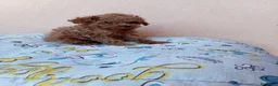 Caniche Toy perros en venta: Caniche toy  - Anuncio 2