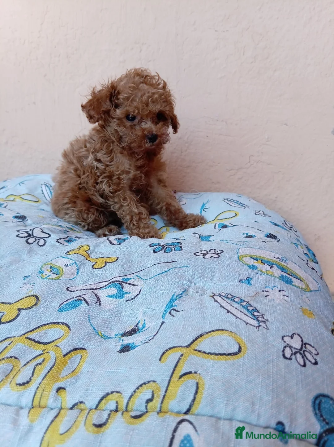 Caniche Toy perros en venta: Caniche toy  - Anuncio 2