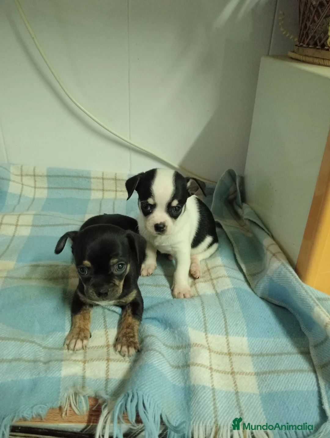 Chihuahua perros en venta: Chihuahua  - Anuncio 2