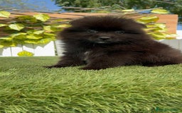 Pomerania perros en venta: POMERANIA MACHO - Imagen 9