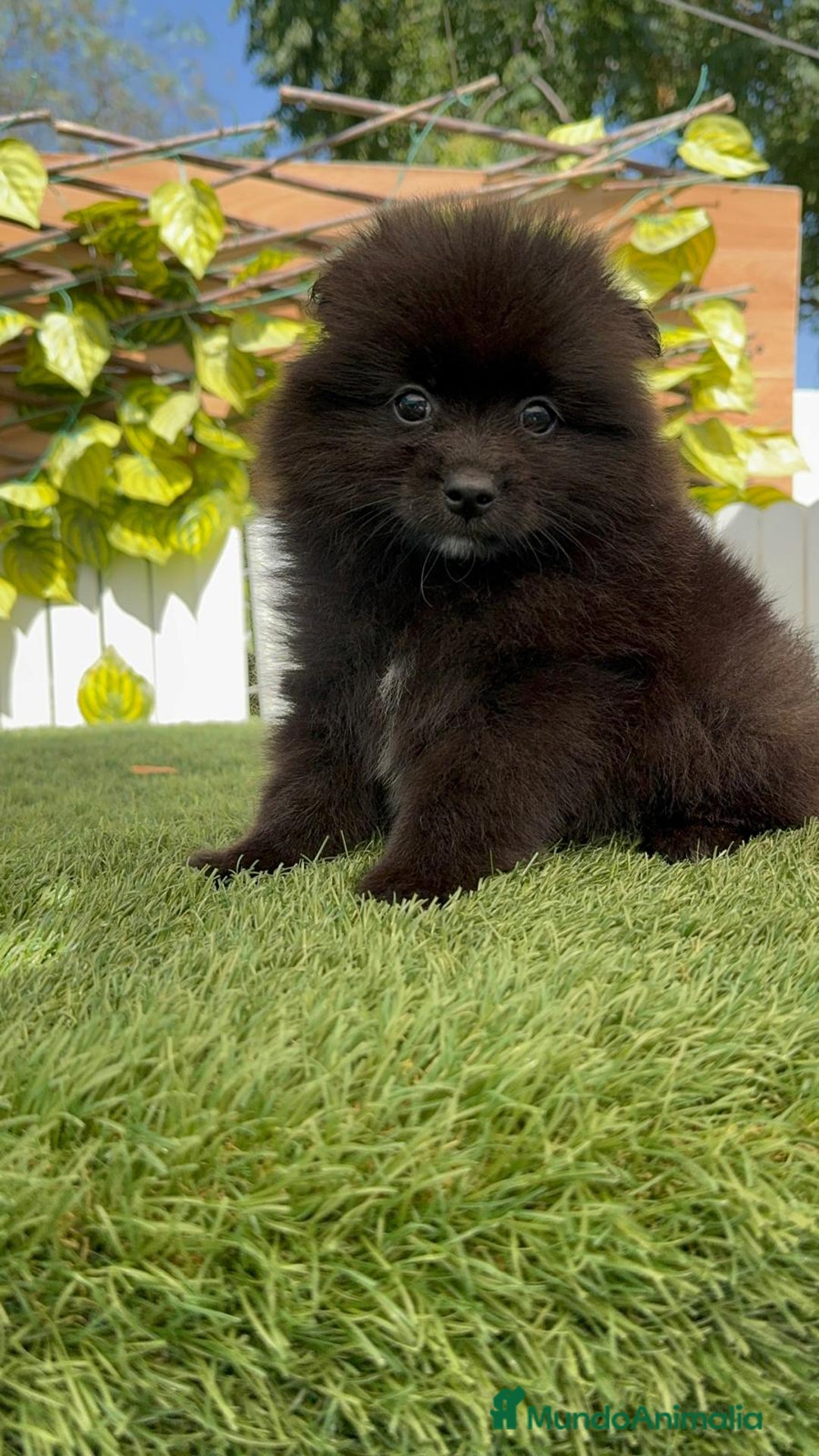 Pomerania perros en venta: POMERANIA MACHO - Imagen 9