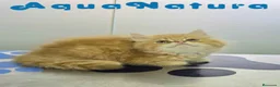 Persa gatos en venta: Persa Chinchilla Macho 6791 AQUANATURA - Anuncio 8