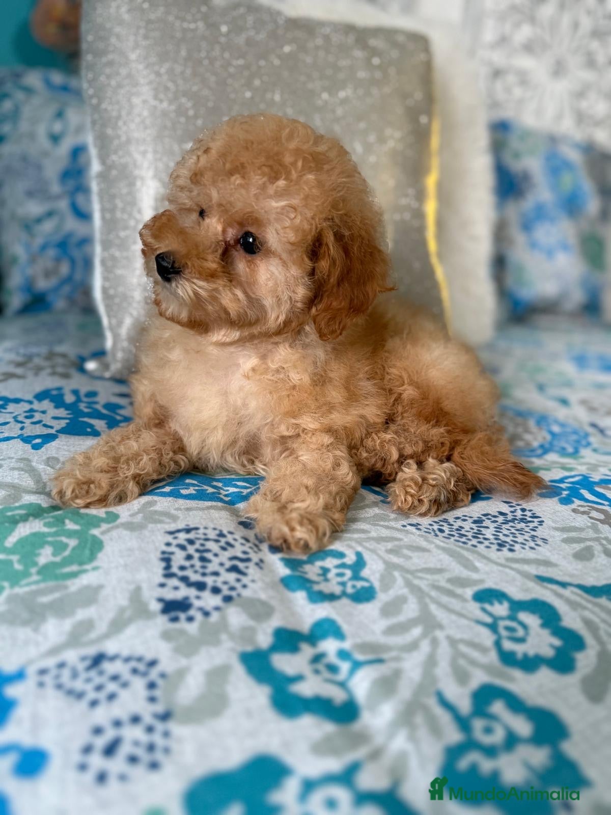 Caniche Toy perros Caniche Toy Apricot hembra disponible  - Anuncio 2