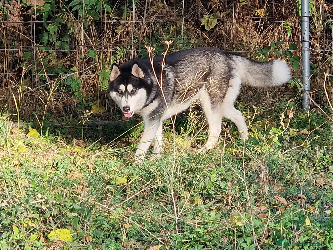 Husky Siberiano perros en venta: Husky siberiano - Anuncio 1