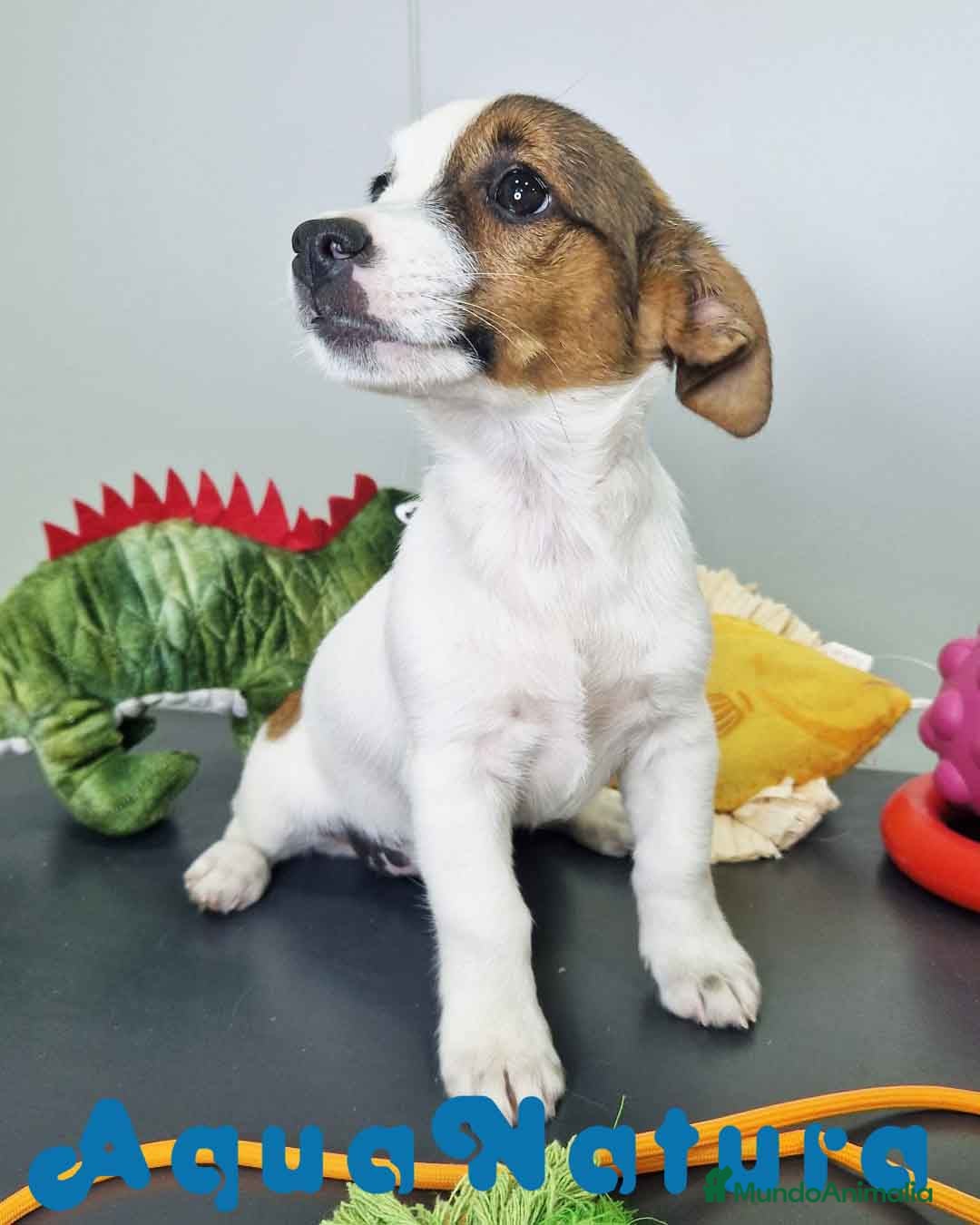 Jack Russell Terrier perros en venta: Jack Russel Hembra JMU 7728 AQUANATURA - Imagen 8