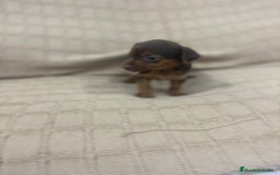 Pinscher Miniatura perros en venta: Pinscher miniatura chocolate  - Imagen 20