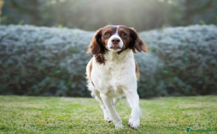 English Springer Spaniel perros - Propaganda 1