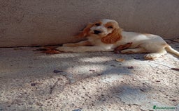 Cocker Spaniel Inglés perros en venta: PRECIOSO COCKER  - Anuncio 1