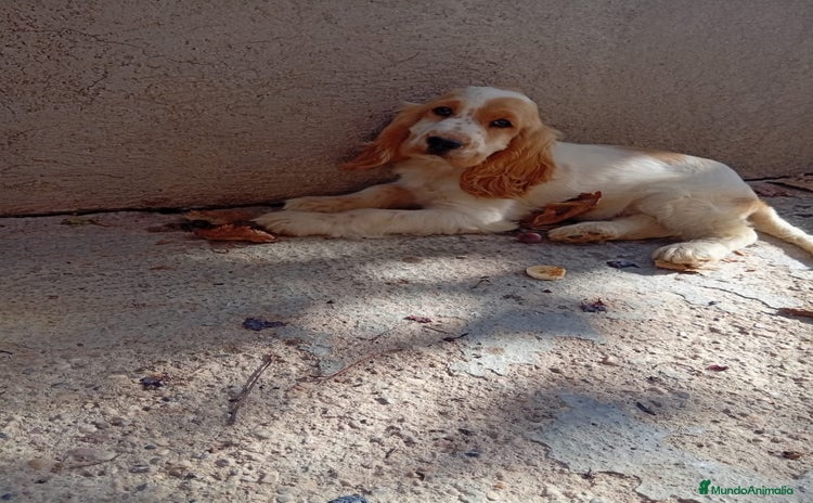 Cocker Spaniel Inglés perros PRECIOSO COCKER  - Anuncio 1