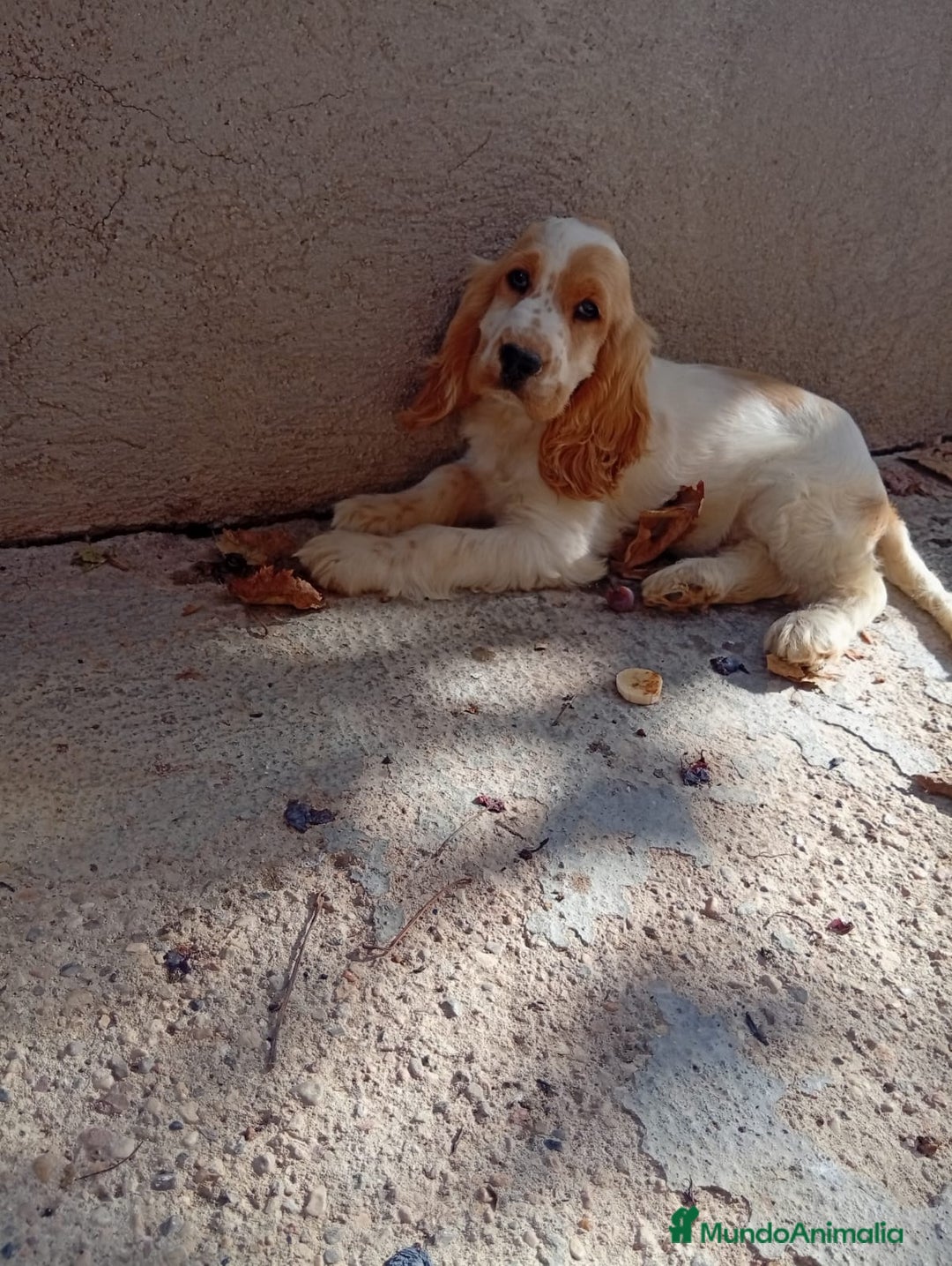 Cocker Spaniel Inglés perros en venta: PRECIOSO COCKER  - Anuncio 1