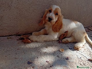 Cocker Spaniel Inglés perros PRECIOSO COCKER - Anuncio 1