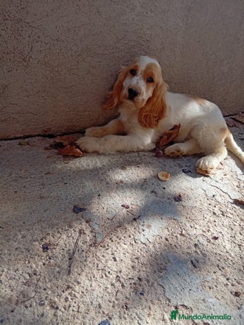 Cocker Spaniel Inglés perros PRECIOSO COCKER - Anuncio 1