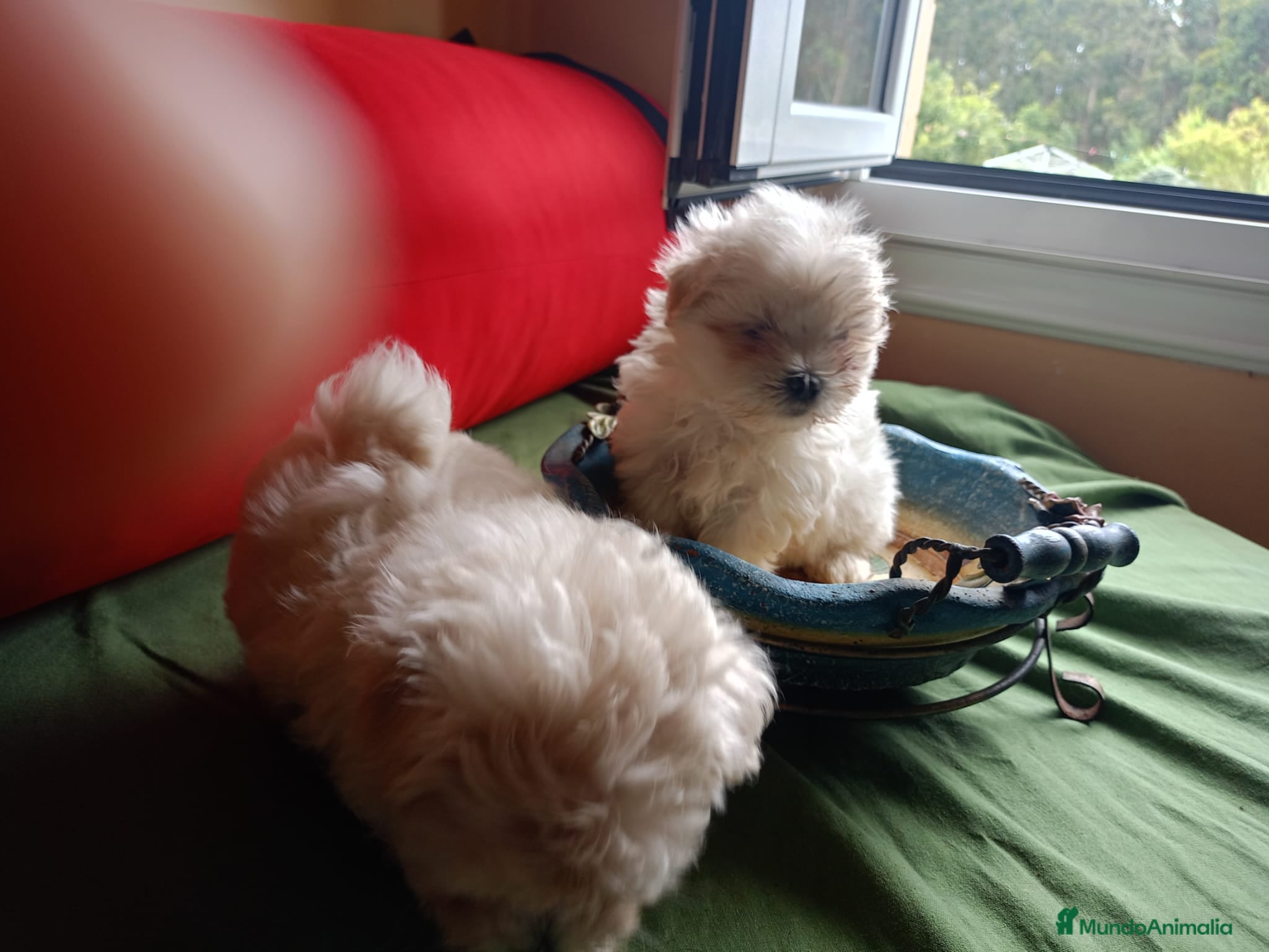 Bichón Maltés perros en venta: Bichon Maltes linea coreana - Anuncio 2