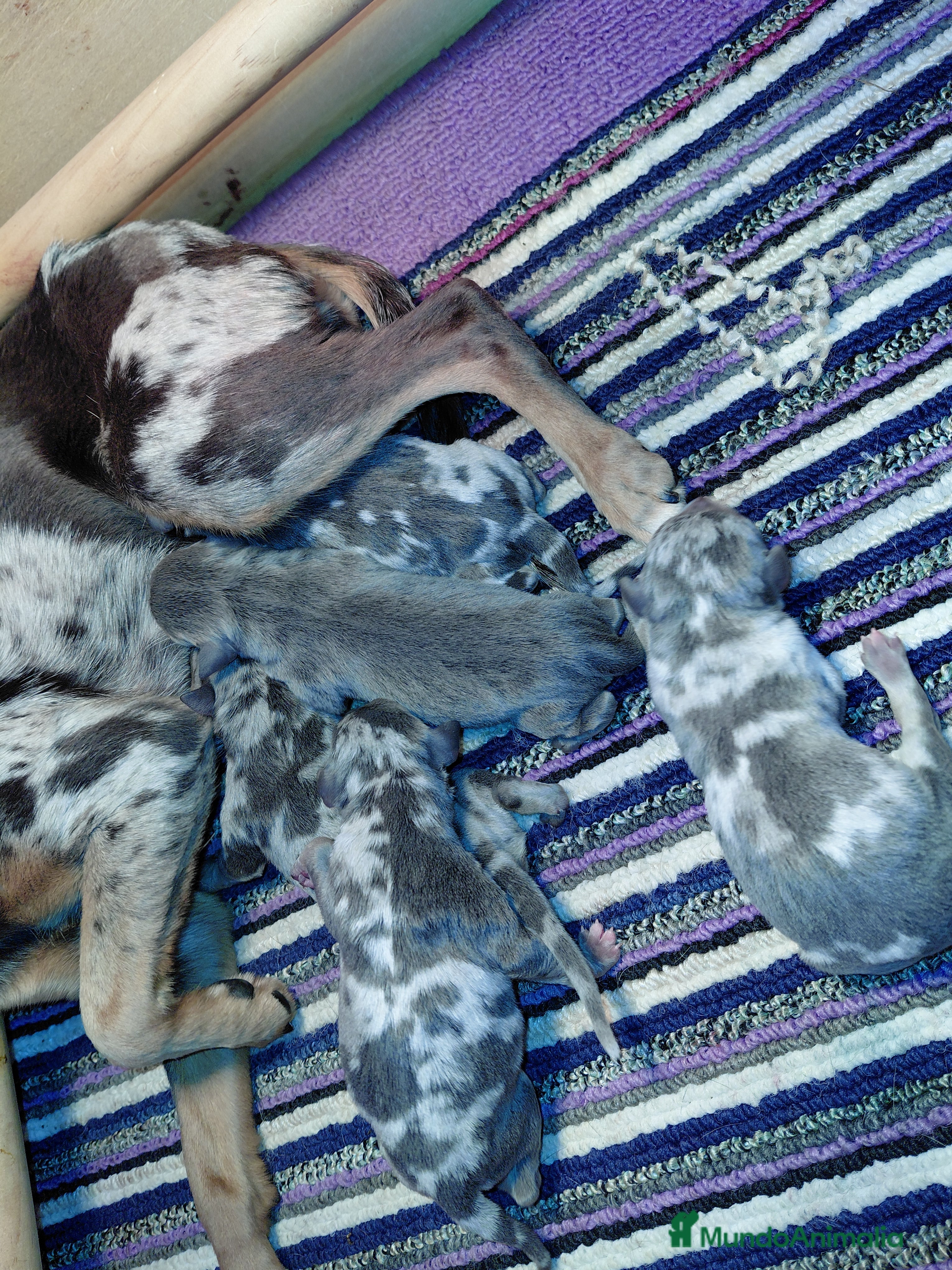 Pinscher Miniatura perros Mini pincher blue merle - Anuncio 4