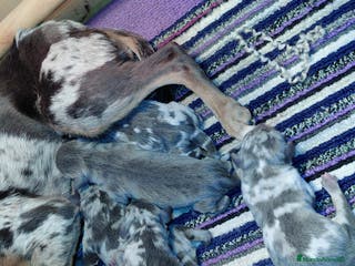 Pinscher Miniatura perros Mini pincher blue merle - Anuncio 1