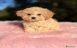 Caniche Toy perros en venta: Caniche Toy Apricot  - Anuncio 6