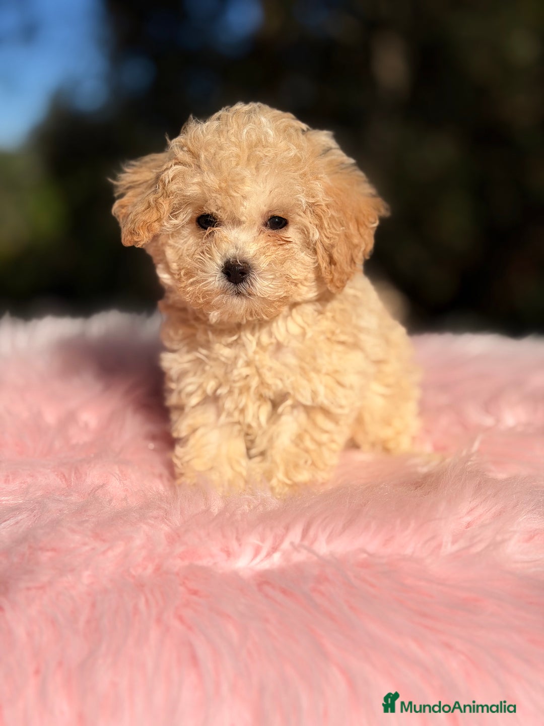 Caniche Toy perros en venta: Caniche Toy Apricot  - Anuncio 6