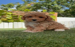 Caniche Toy perros en venta: CANICHE TOY MACHO - Imagen 14