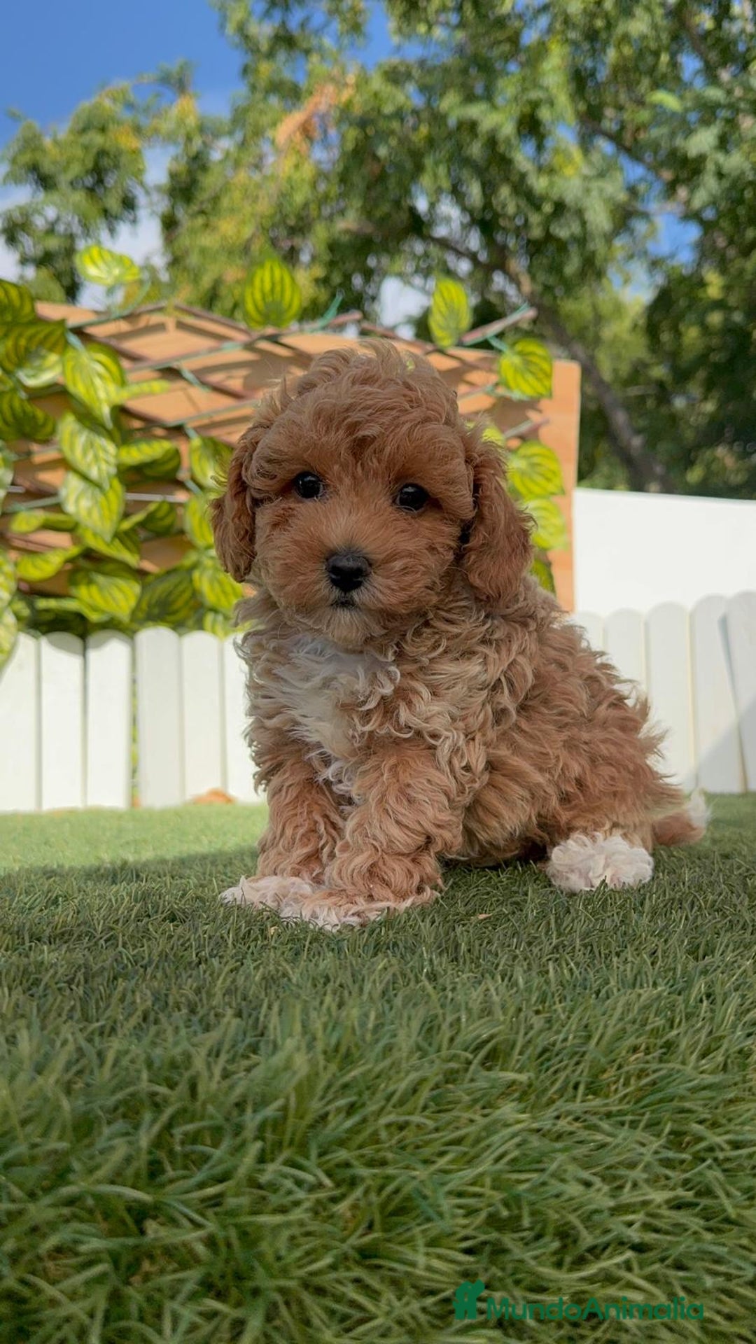Caniche Toy perros en venta: CANICHE TOY MACHO - Imagen 14