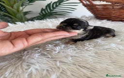 Chihuahua perros en venta: CHIHUAHUA HEMBRA MERLE - Imagen 6