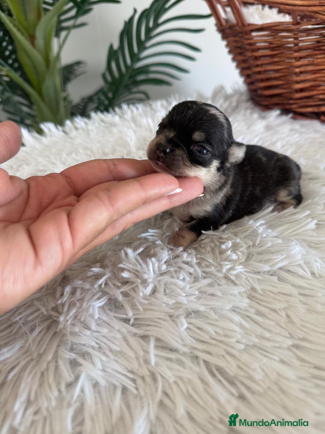 Chihuahua perros en venta: CHIHUAHUA HEMBRA MERLE - Imagen 6