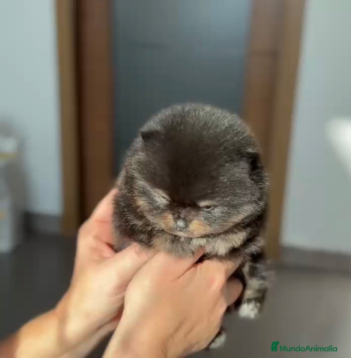 Pomerania perros Lulú de pomerania colores exoticos  - Anuncio 6