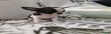 Chihuahua 2