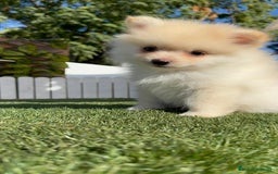 Pomerania perros en venta: POMERANIA - Imagen 22