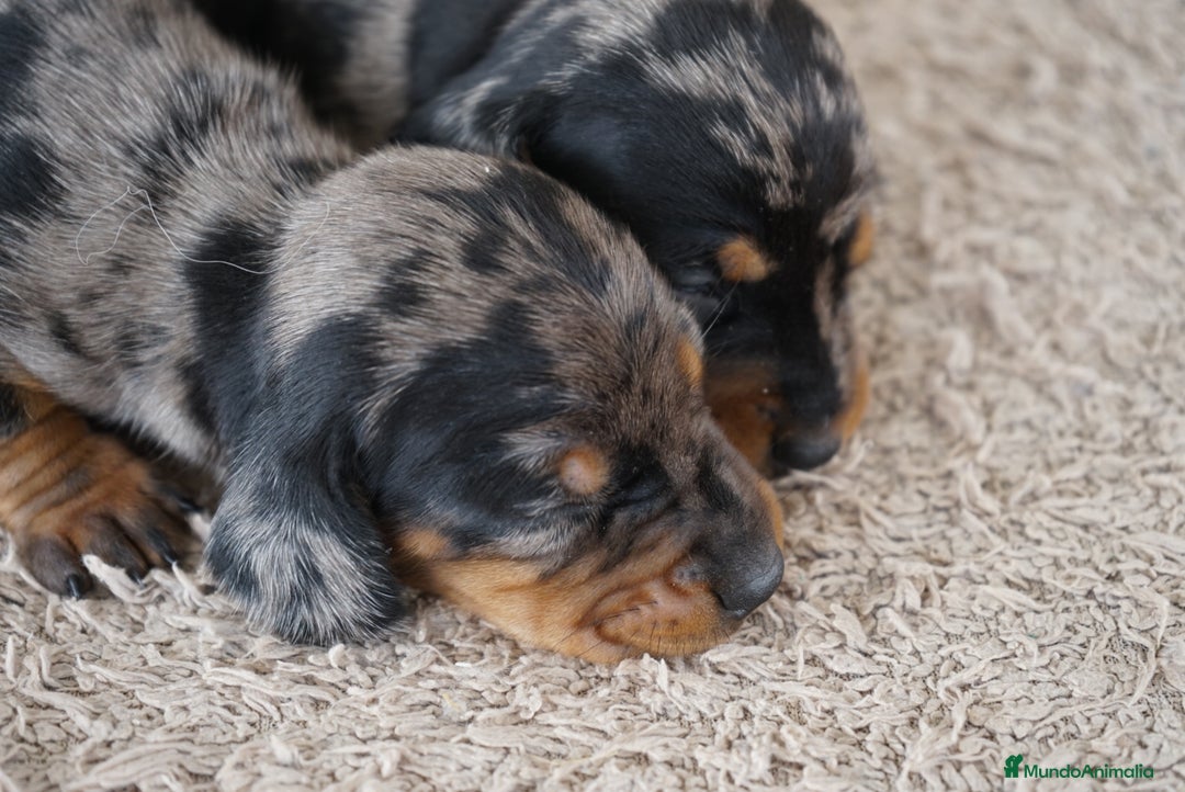 Teckel Miniatura perros en venta: 🐾 Delfina y Fina – Teckel miniatura 🐾 - Imagen 8