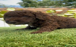 Perro de Agua Español perros en venta: PERRO DE AGUA ESPAÑOL MACHO CHOCOLATE - Imagen 13