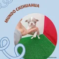 Chihuahua Cachorro 6